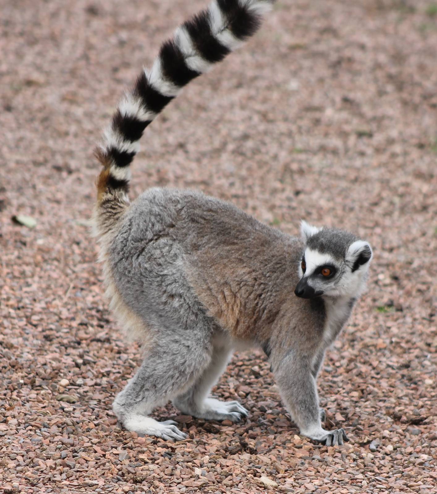Ring-tailed lemur