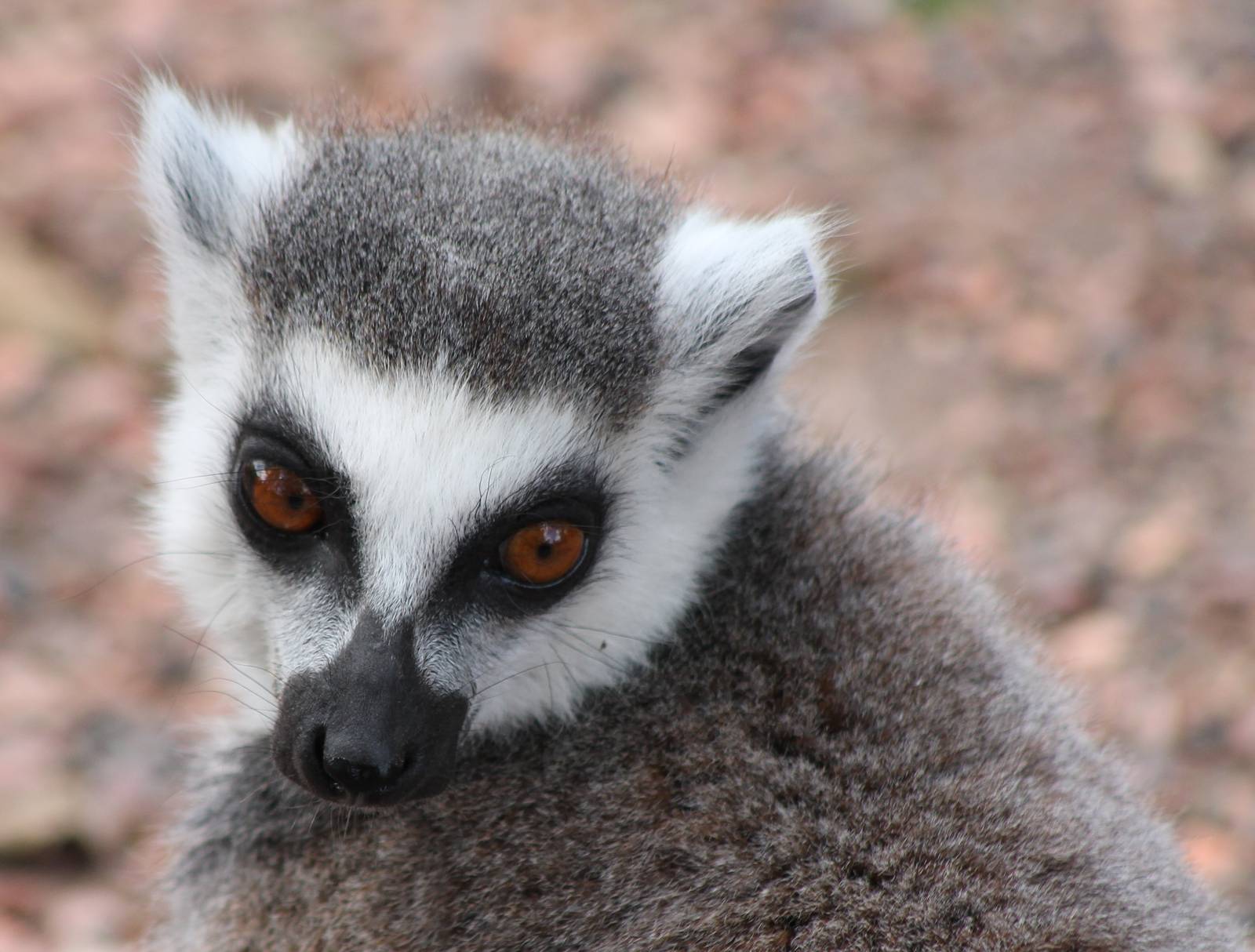 Ring-tailed lemur