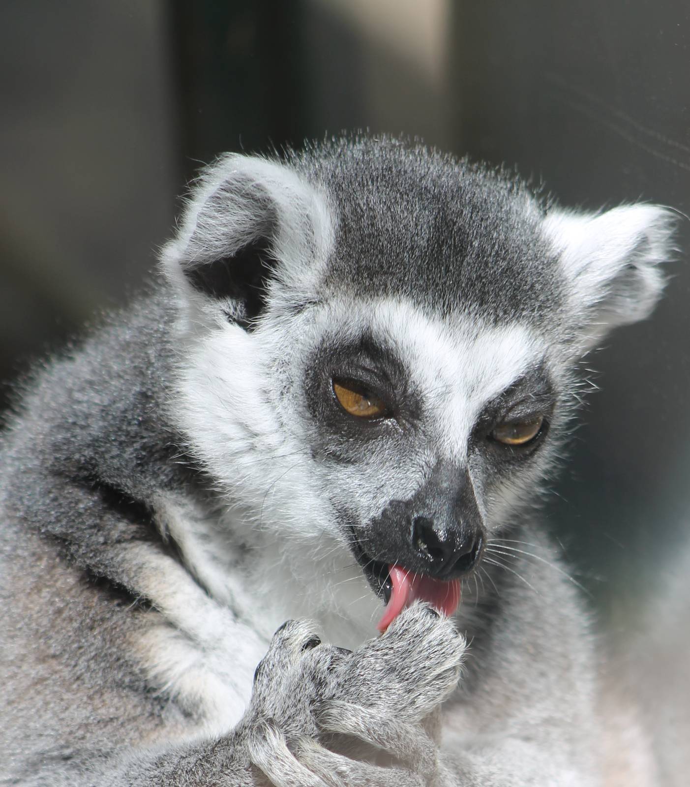 Ring-tailed lemur
