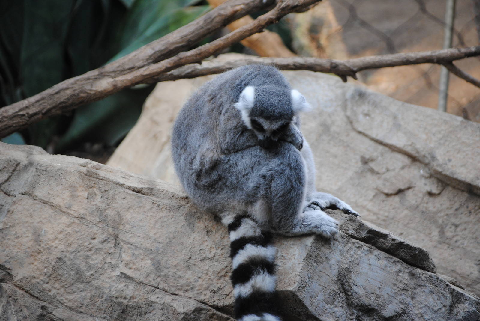 Ring-Tailed Lemur