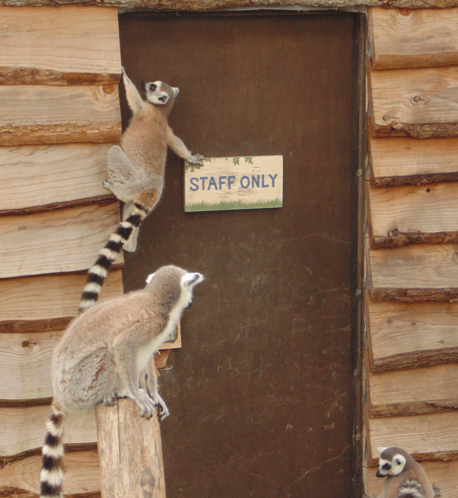 Ring Tailed Lemur