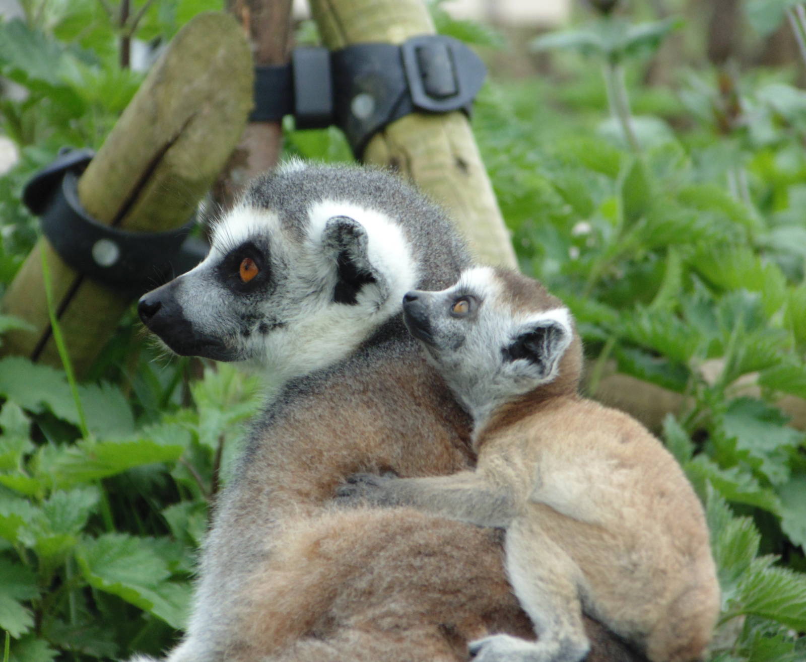Ring Tailed Lemur