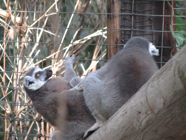 Ring-tailed lemur