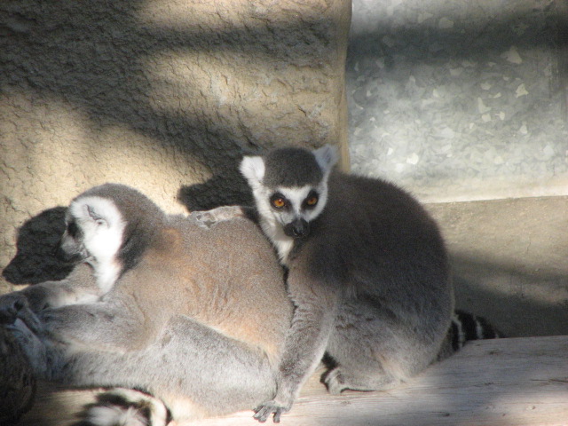 Ring-tailed lemur