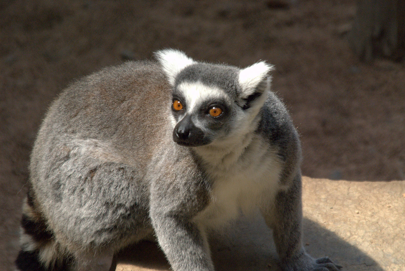 Ring tailed Lemur
