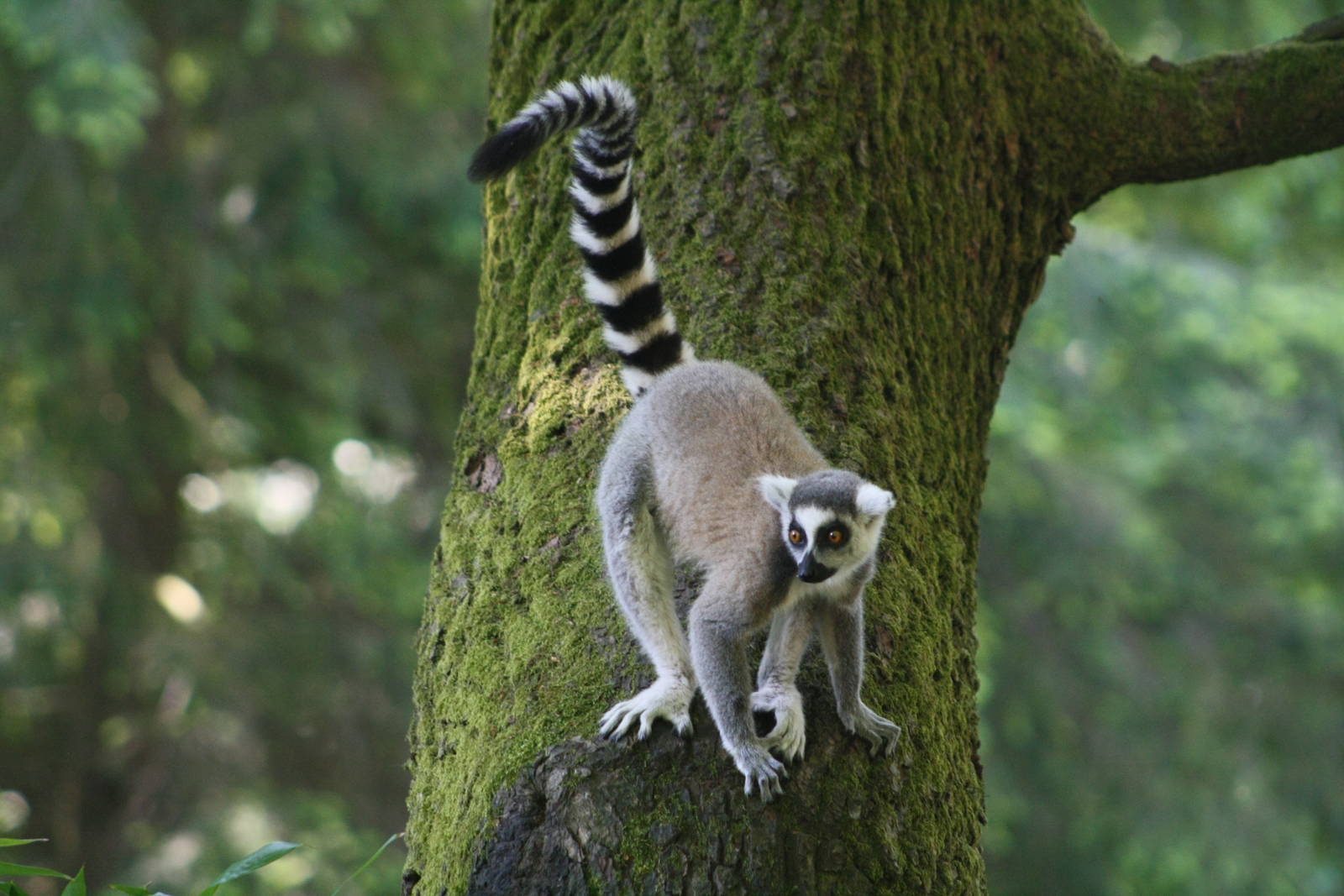 Ring Tailed Lemur.