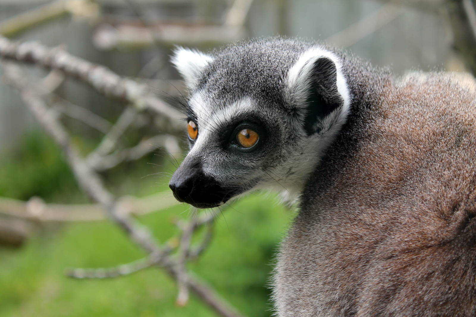 Ring-tailed Lemur