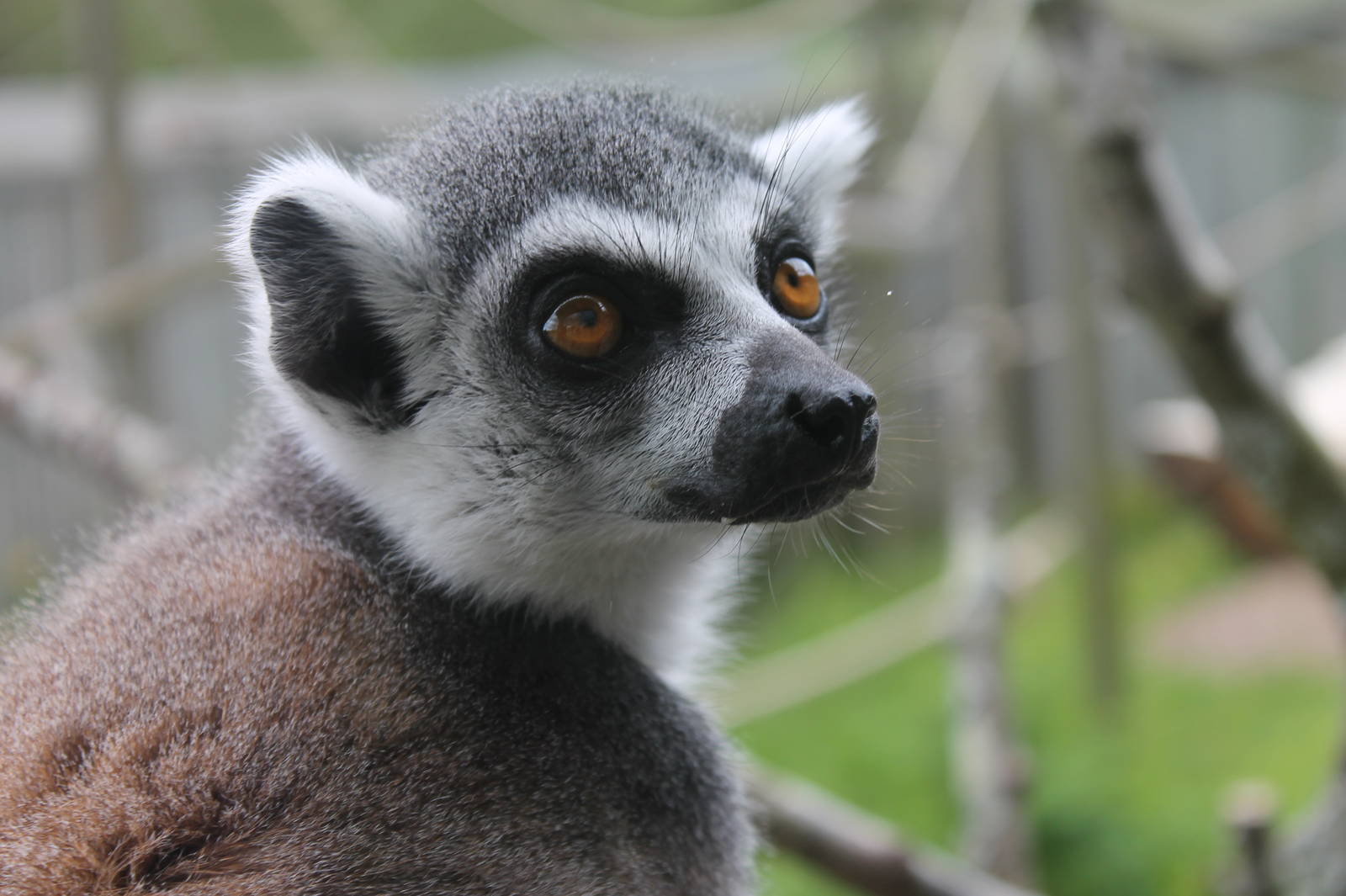 Ring-tailed lemur