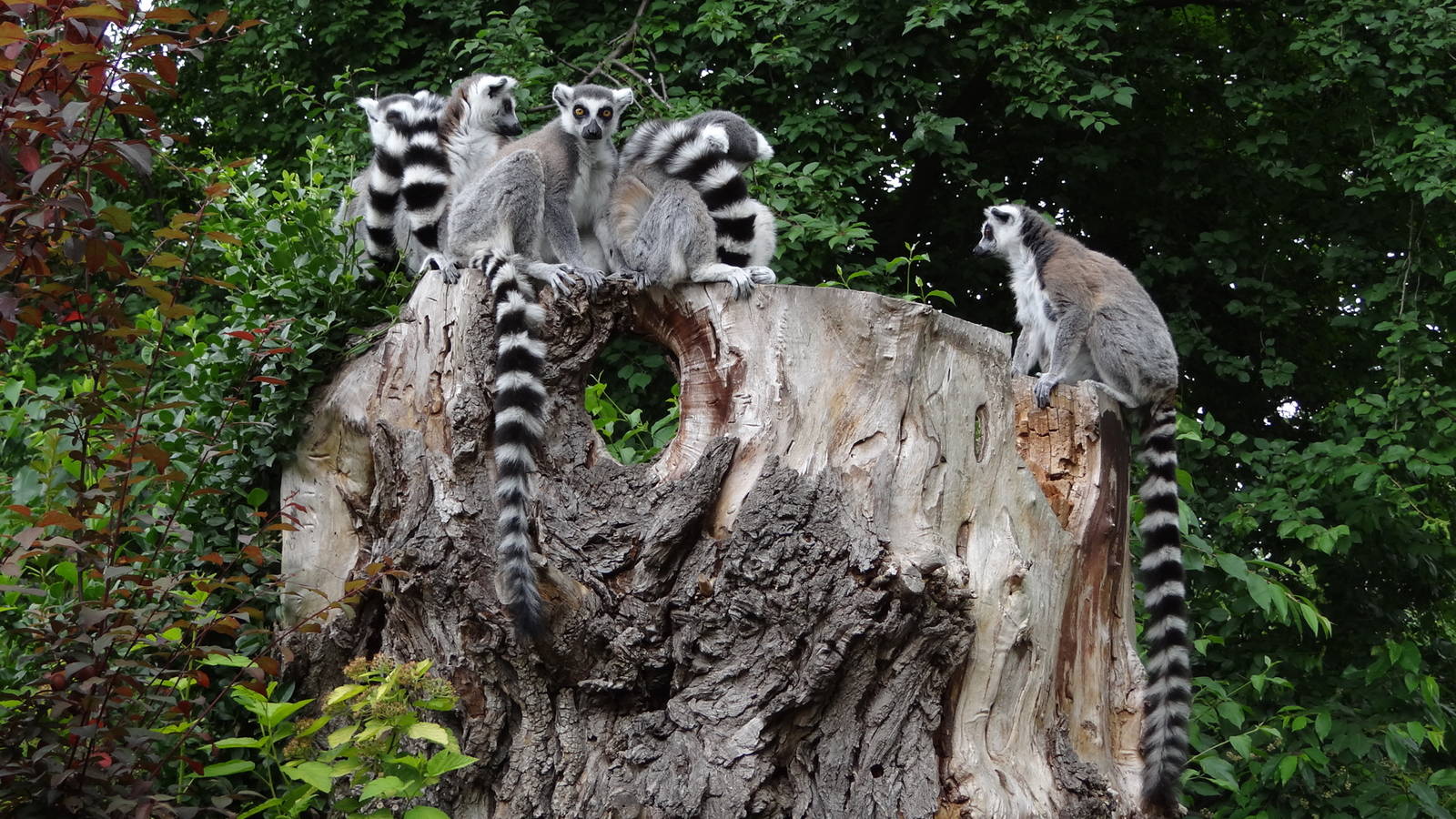 Ring-tailed Lemur
