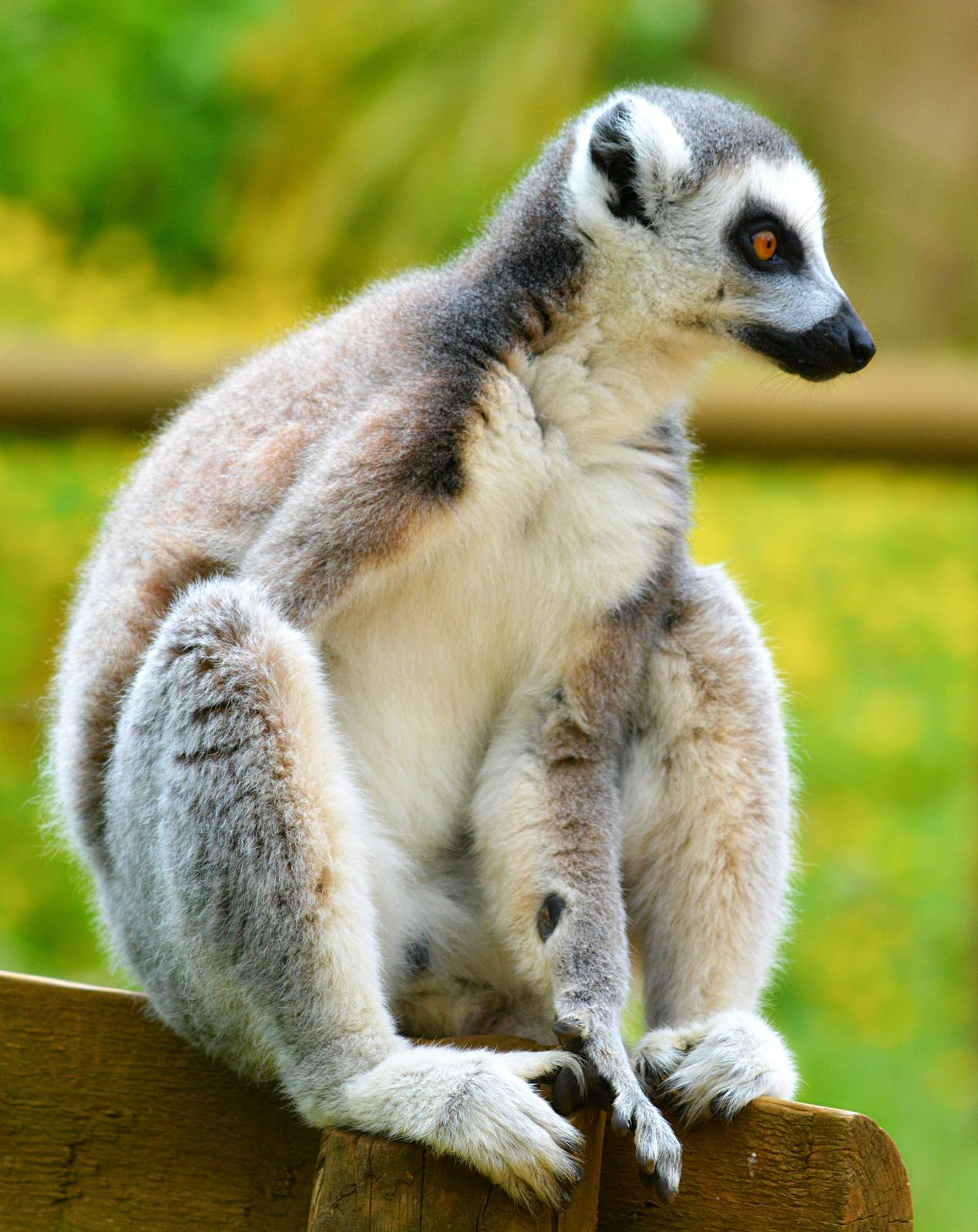 RING TAILED LEMUR