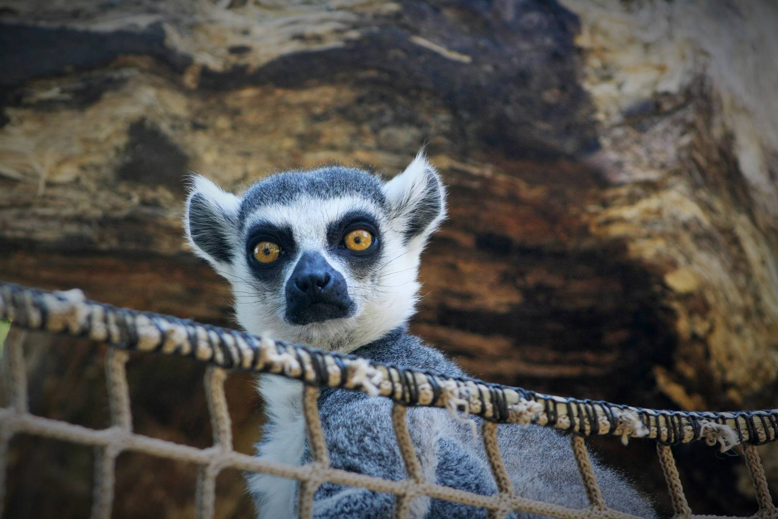 Ring Tailed Lemur