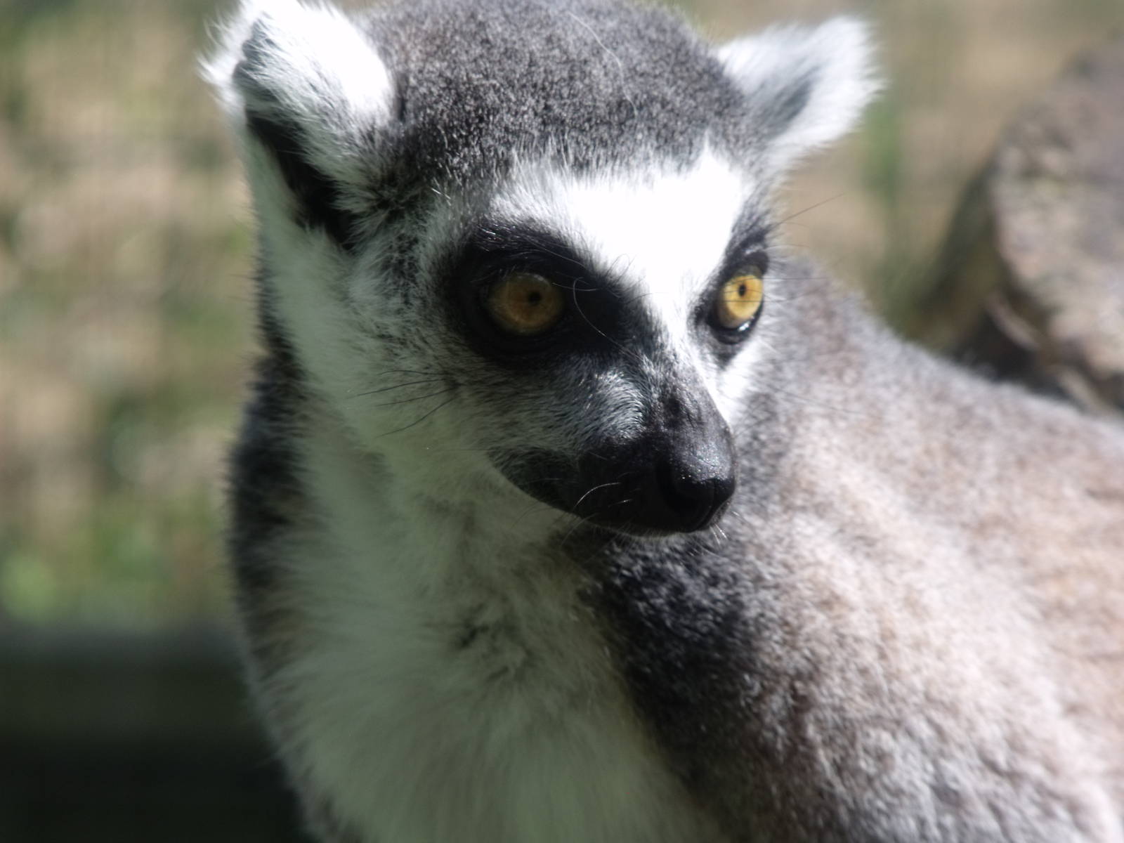 Ring tailed Lemur