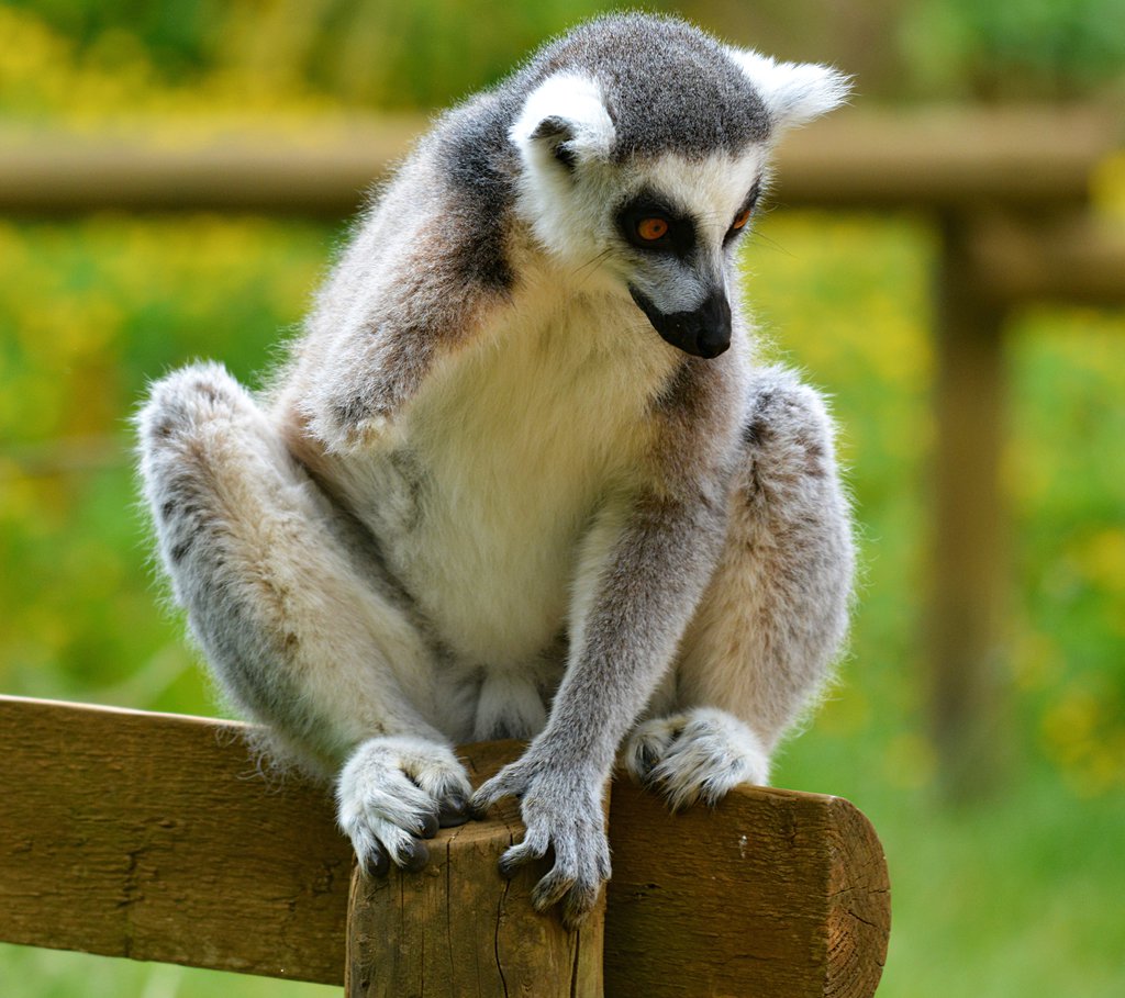 Ring Tailed Lemur