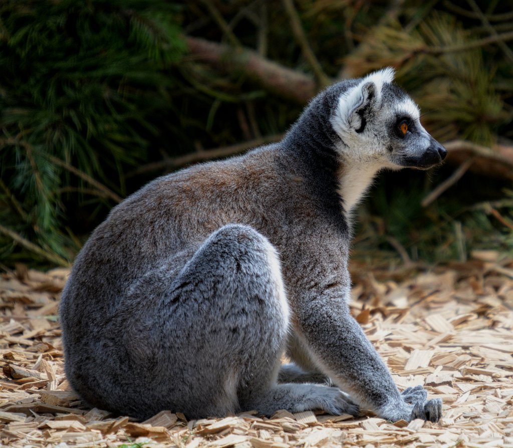Ring Tailed Lemur
