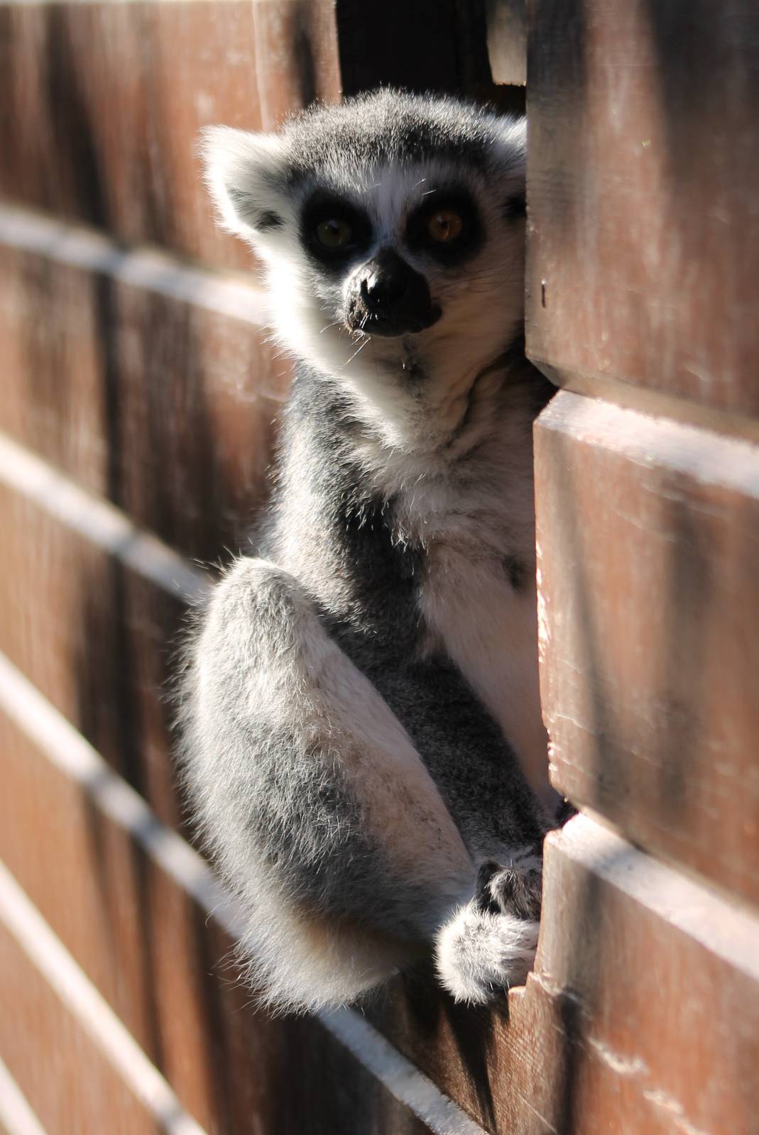 Ring-tailed lemur