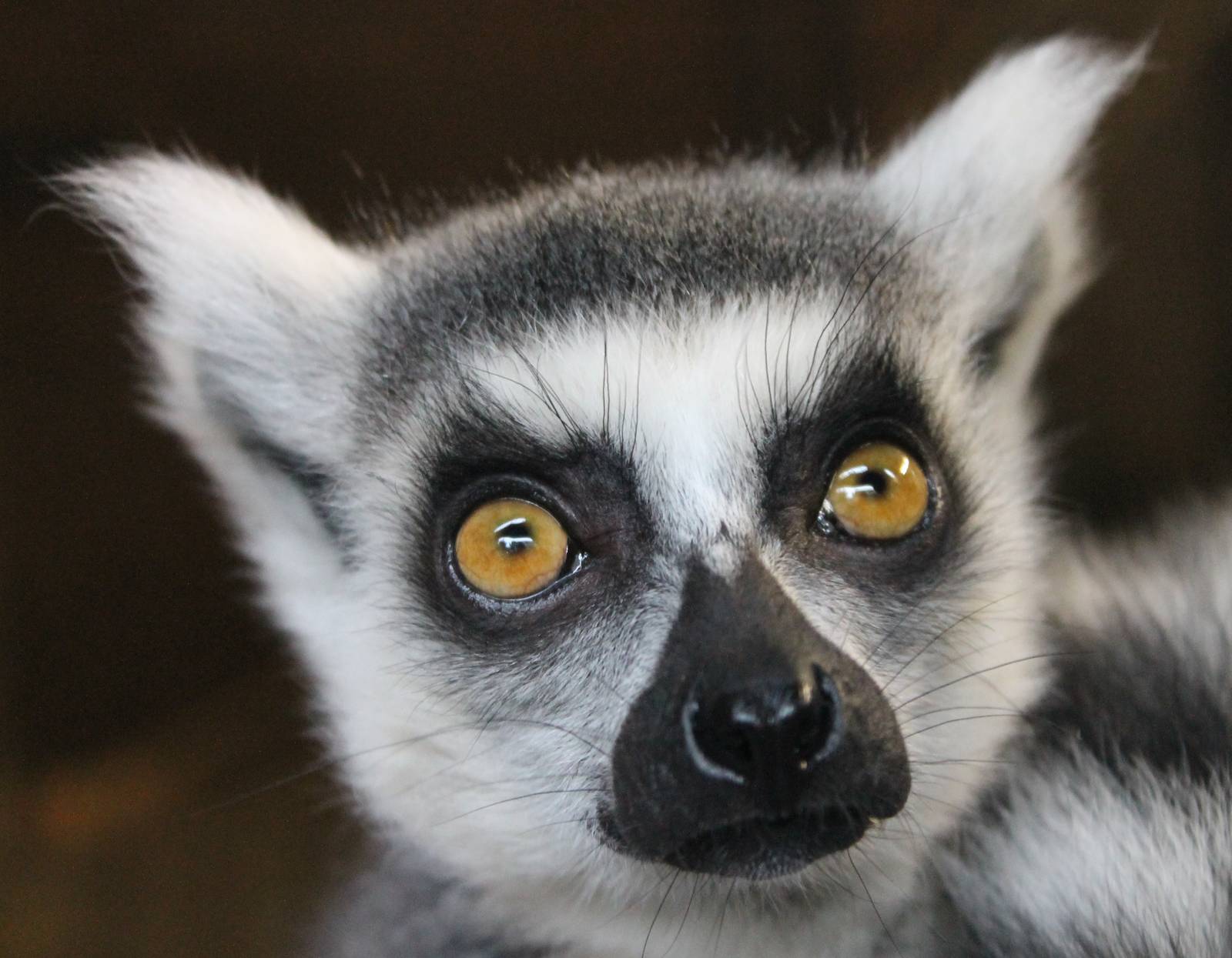 Ring-tailed lemur