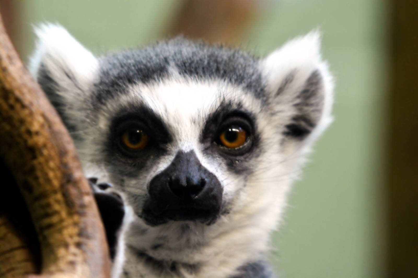 RING TAILED LEMUR