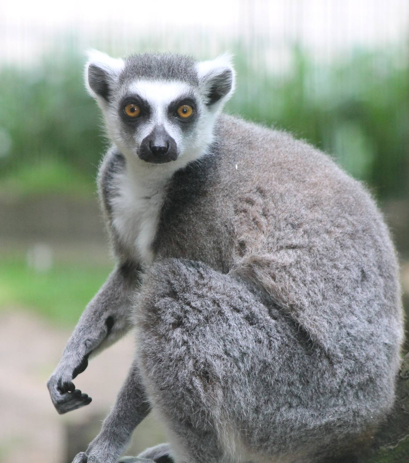 Ring-tailed lemur