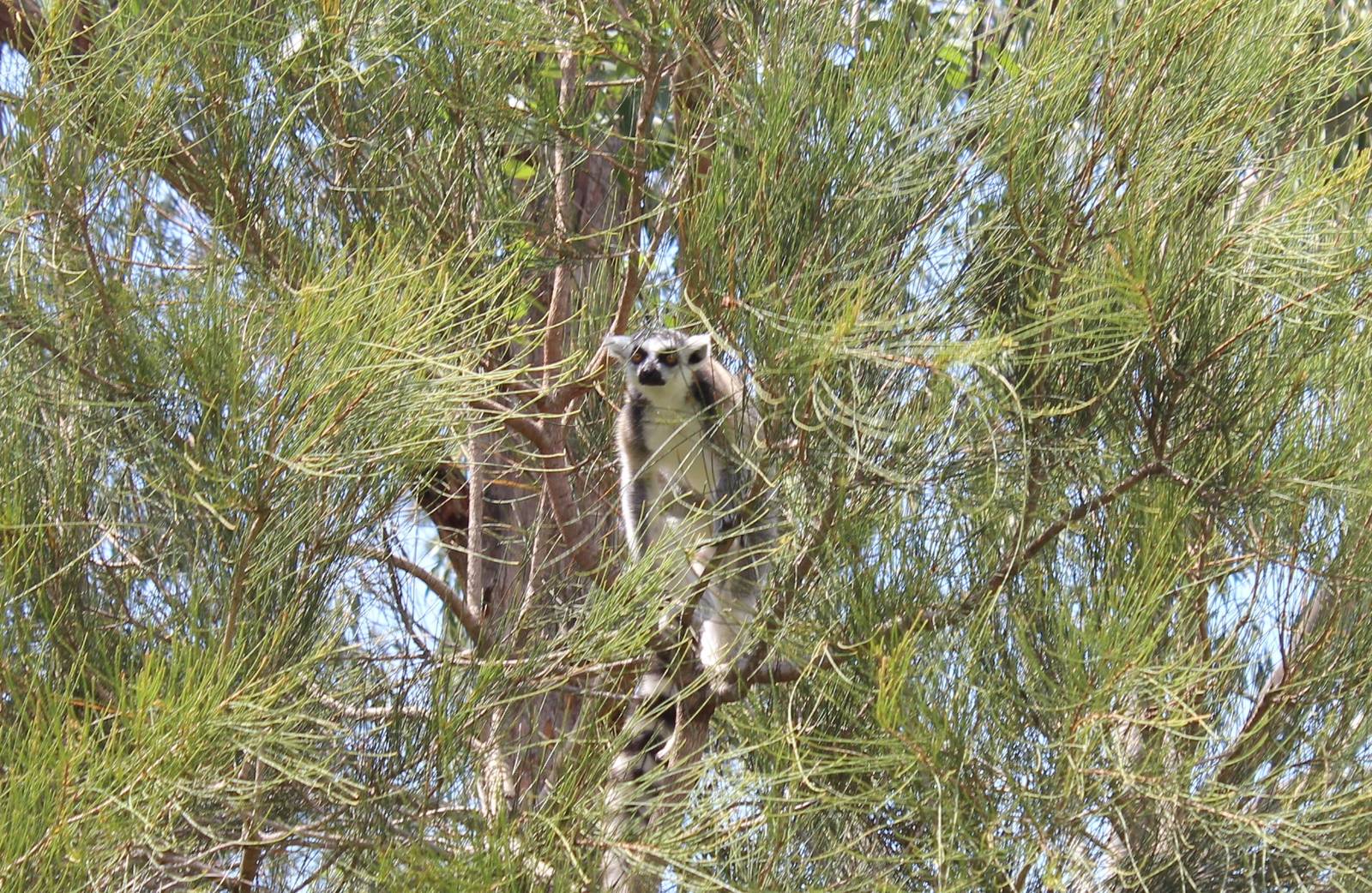 Ring-Tailed Lemur