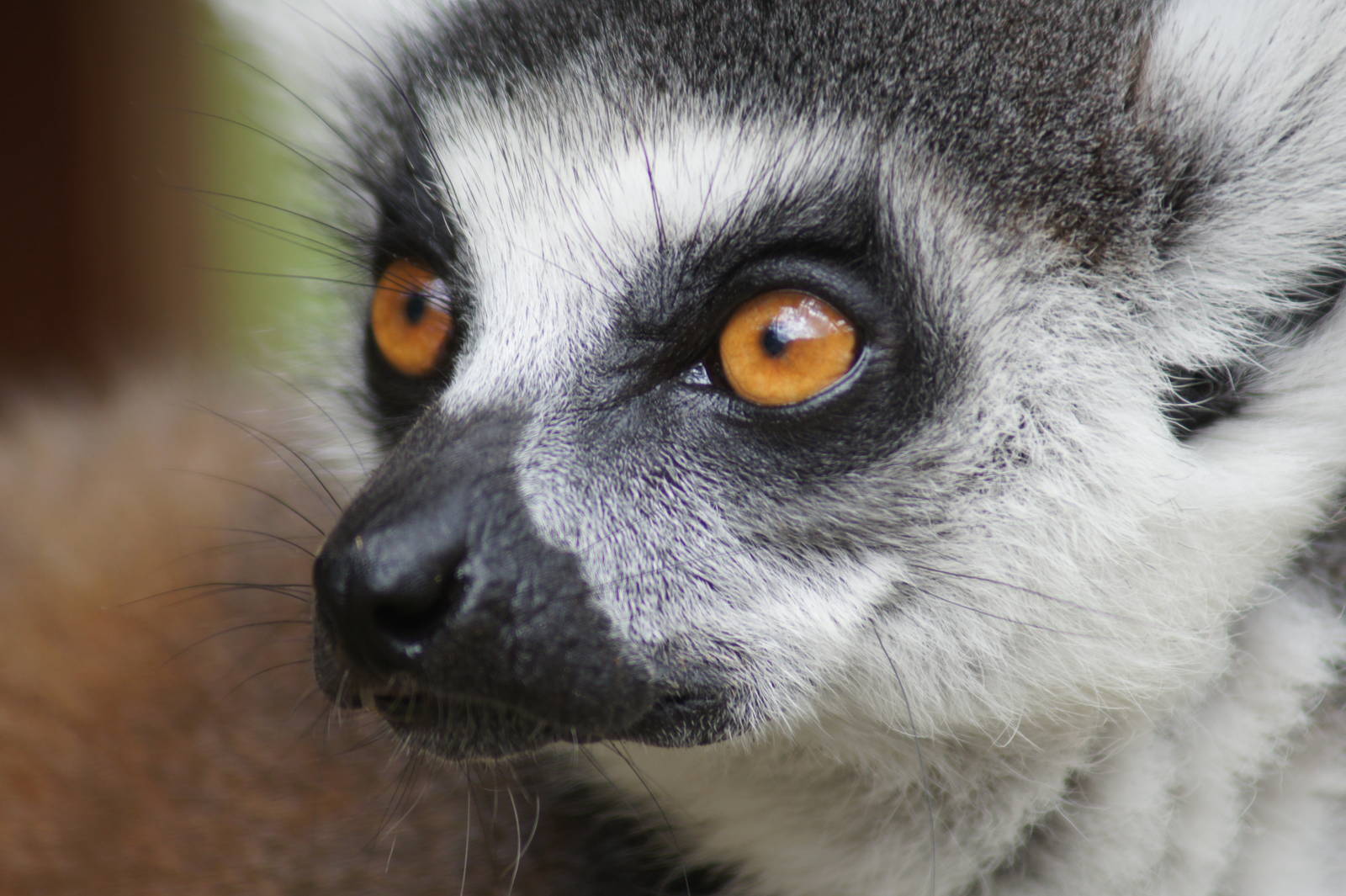 Ring-tailed lemur