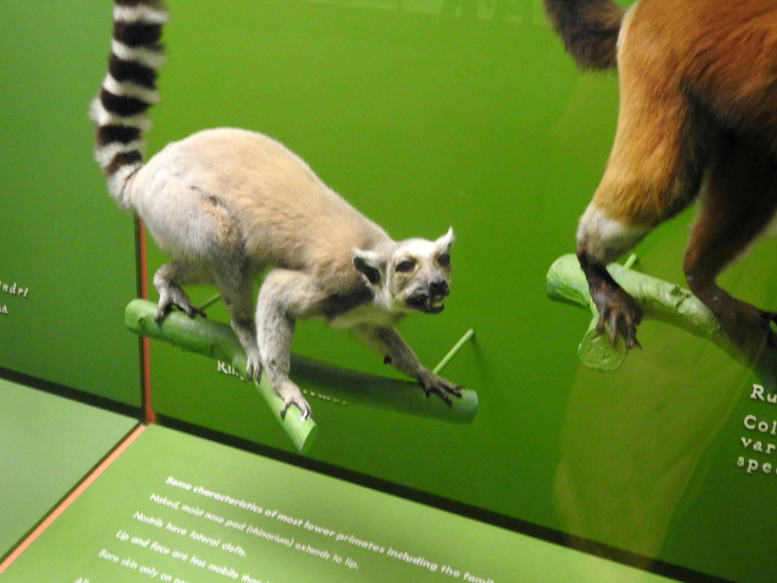 Ring-tailed Lemur