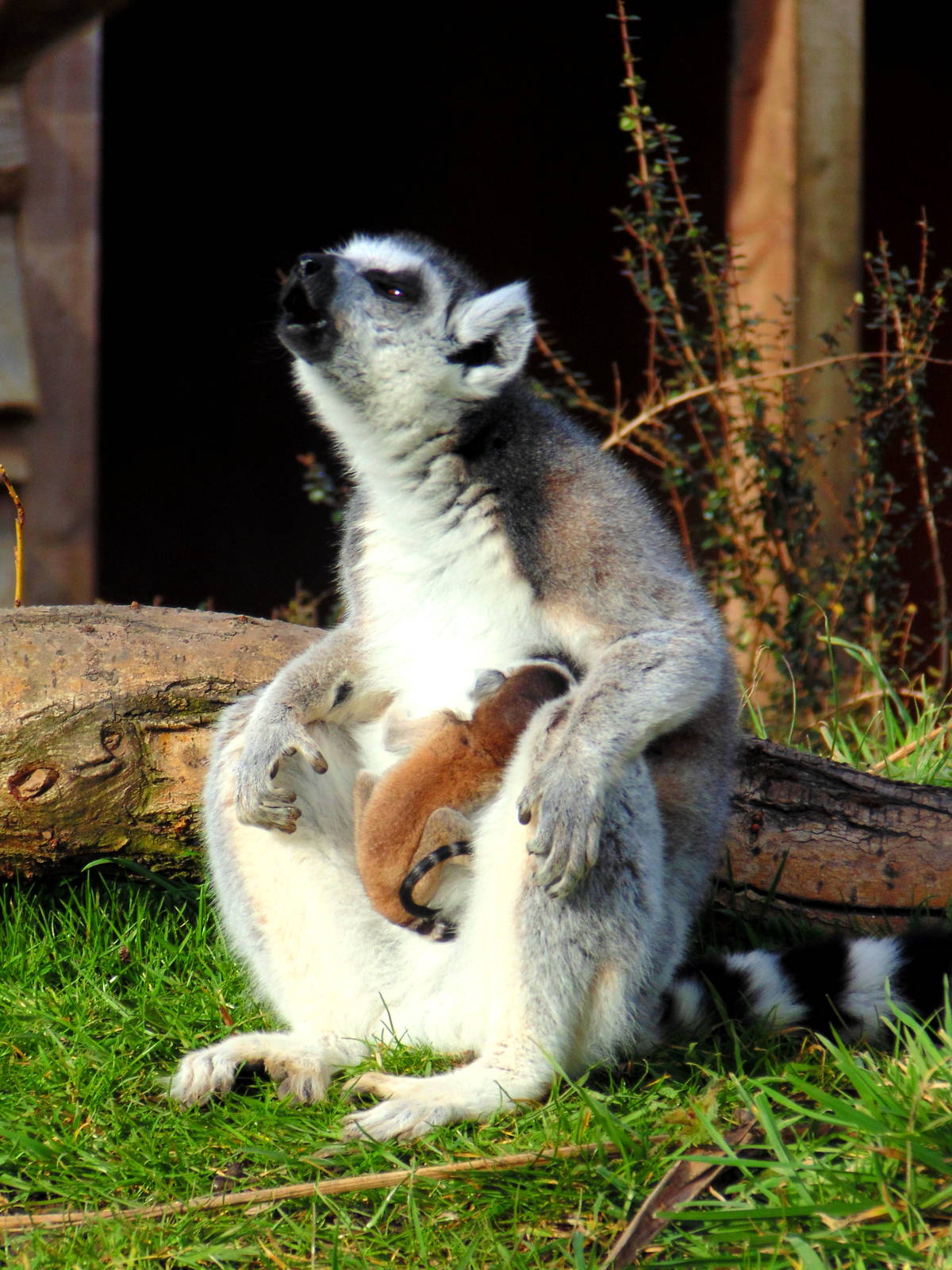 Ring Tailed Lemur