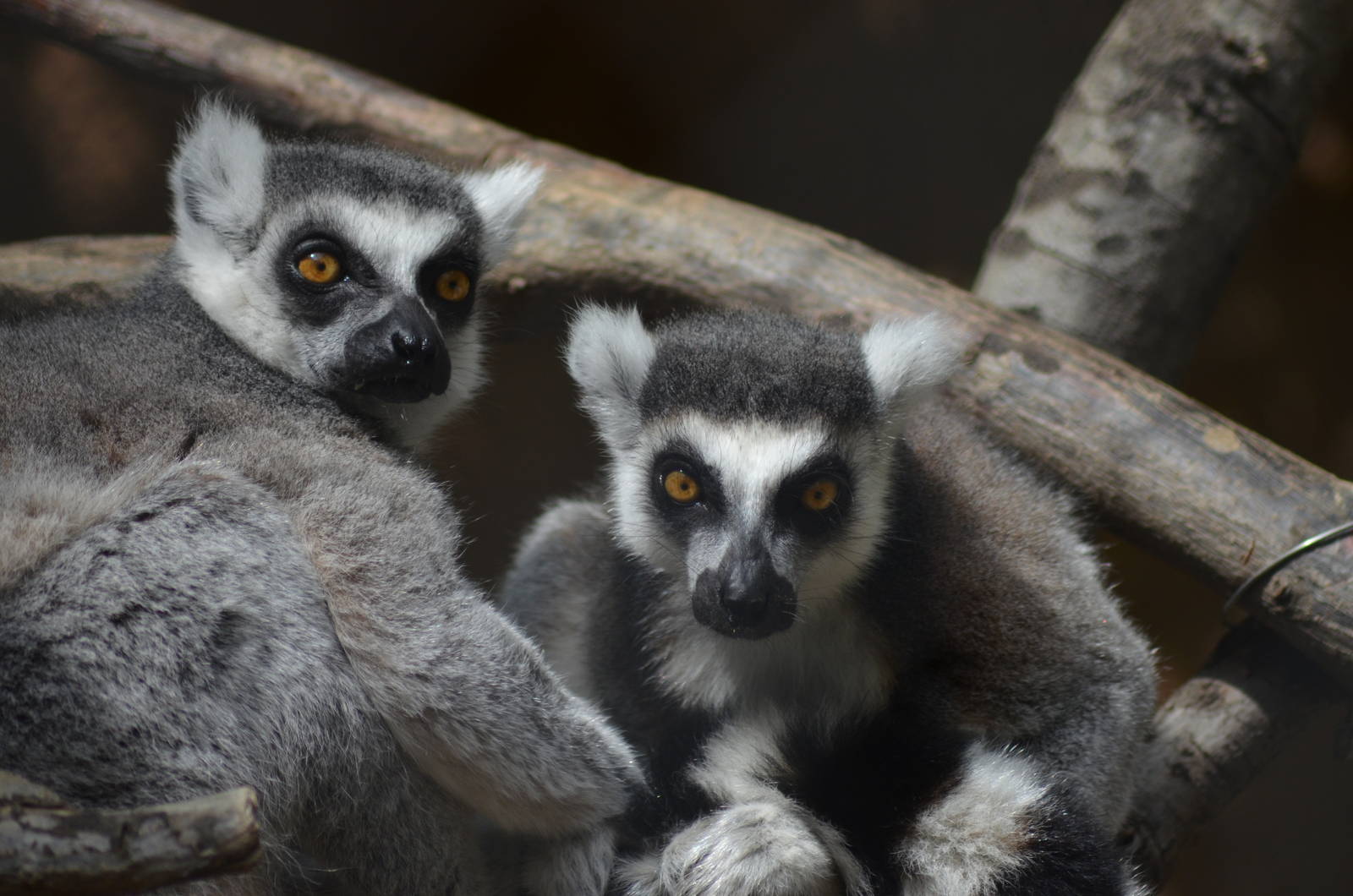 Ring-tailed Lemur