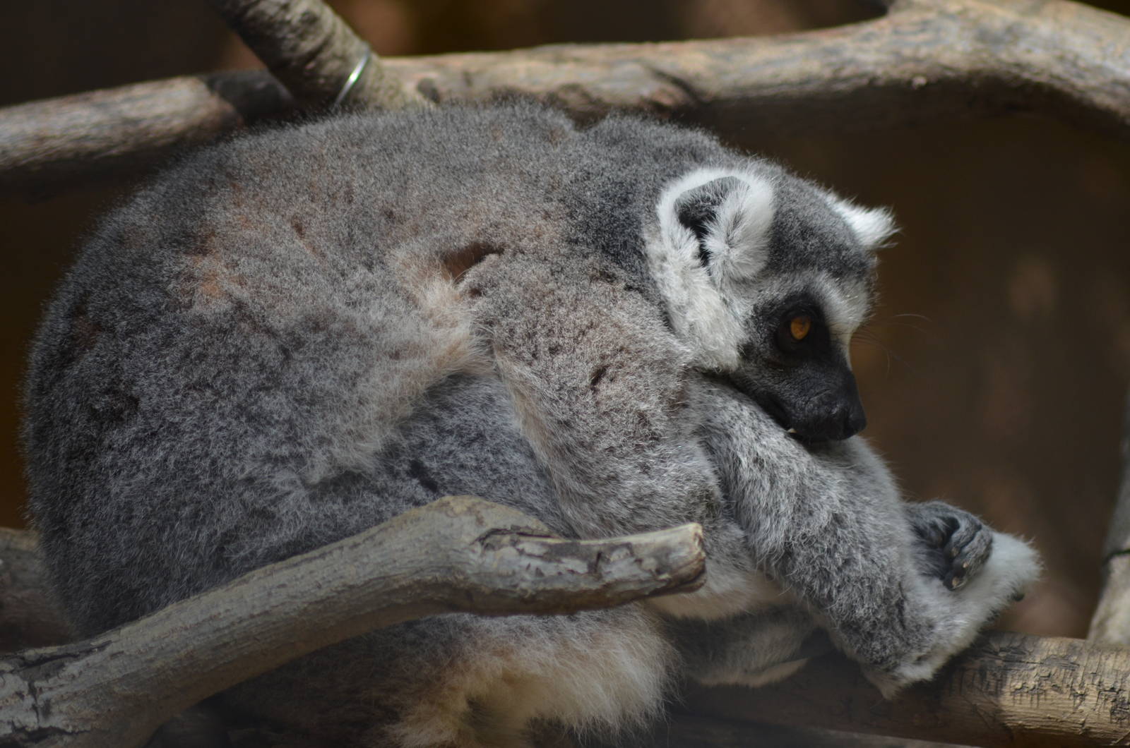 Ring-tailed Lemur