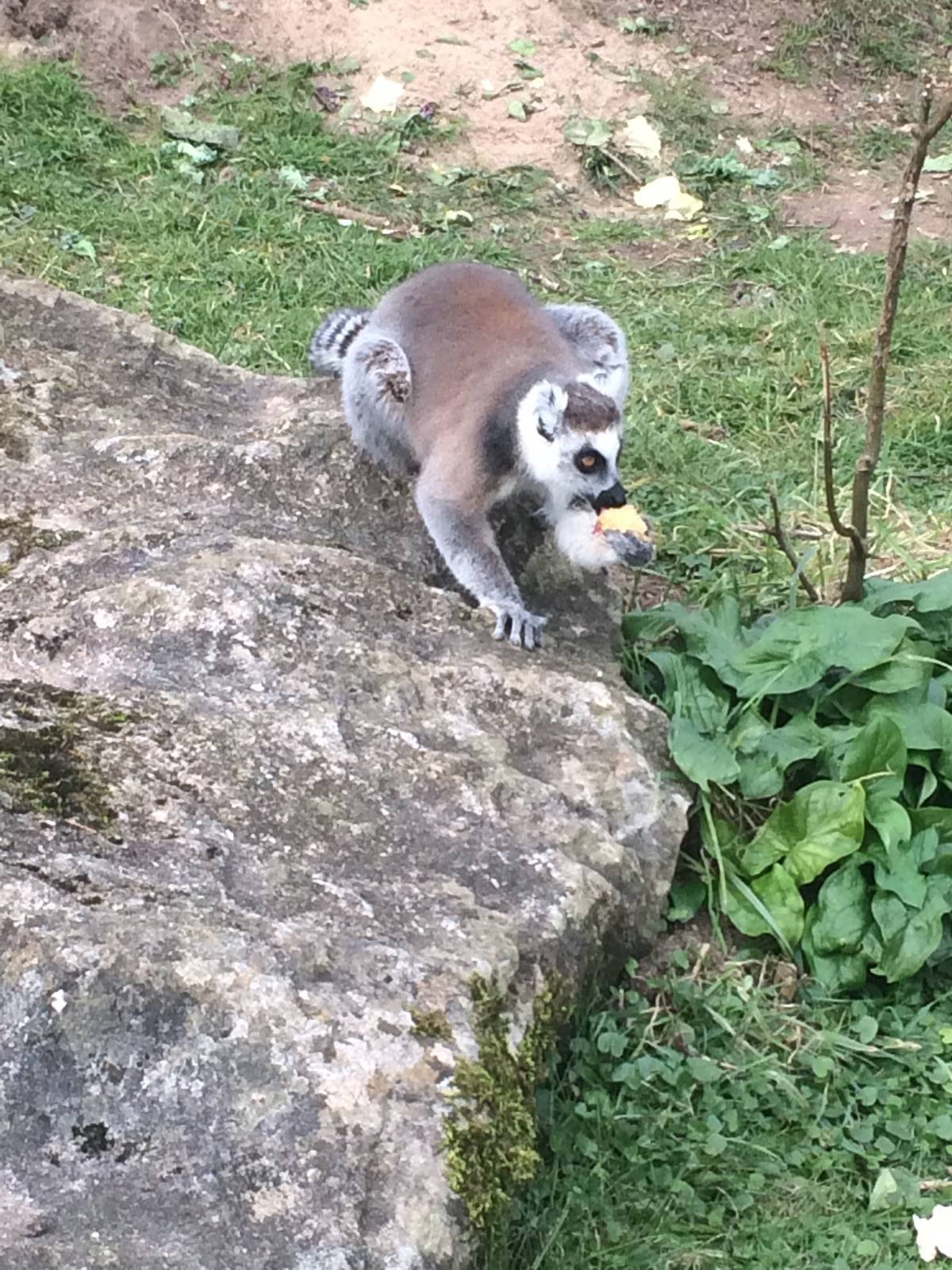 Ring Tailed Lemur