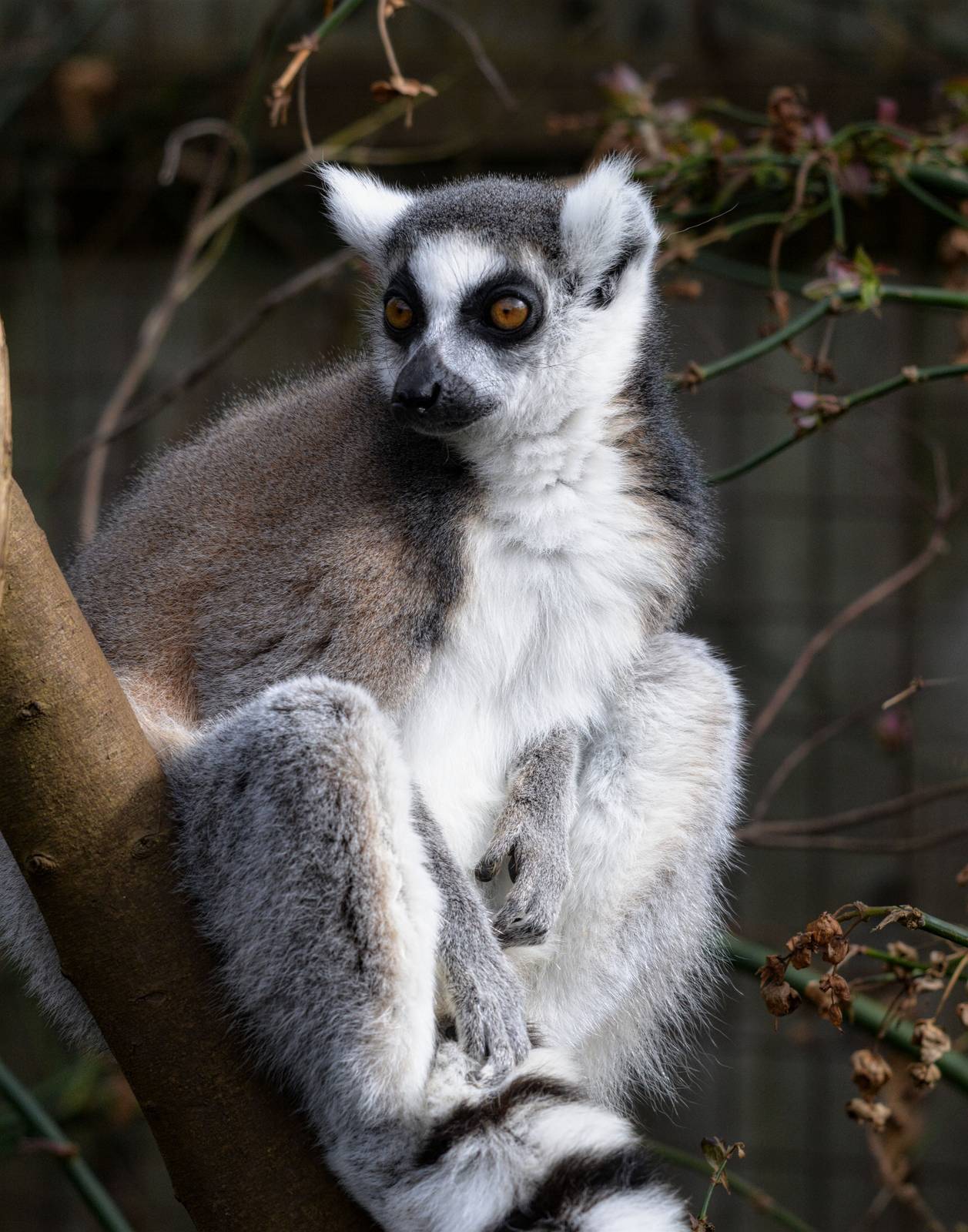 RING TAILED LEMUR