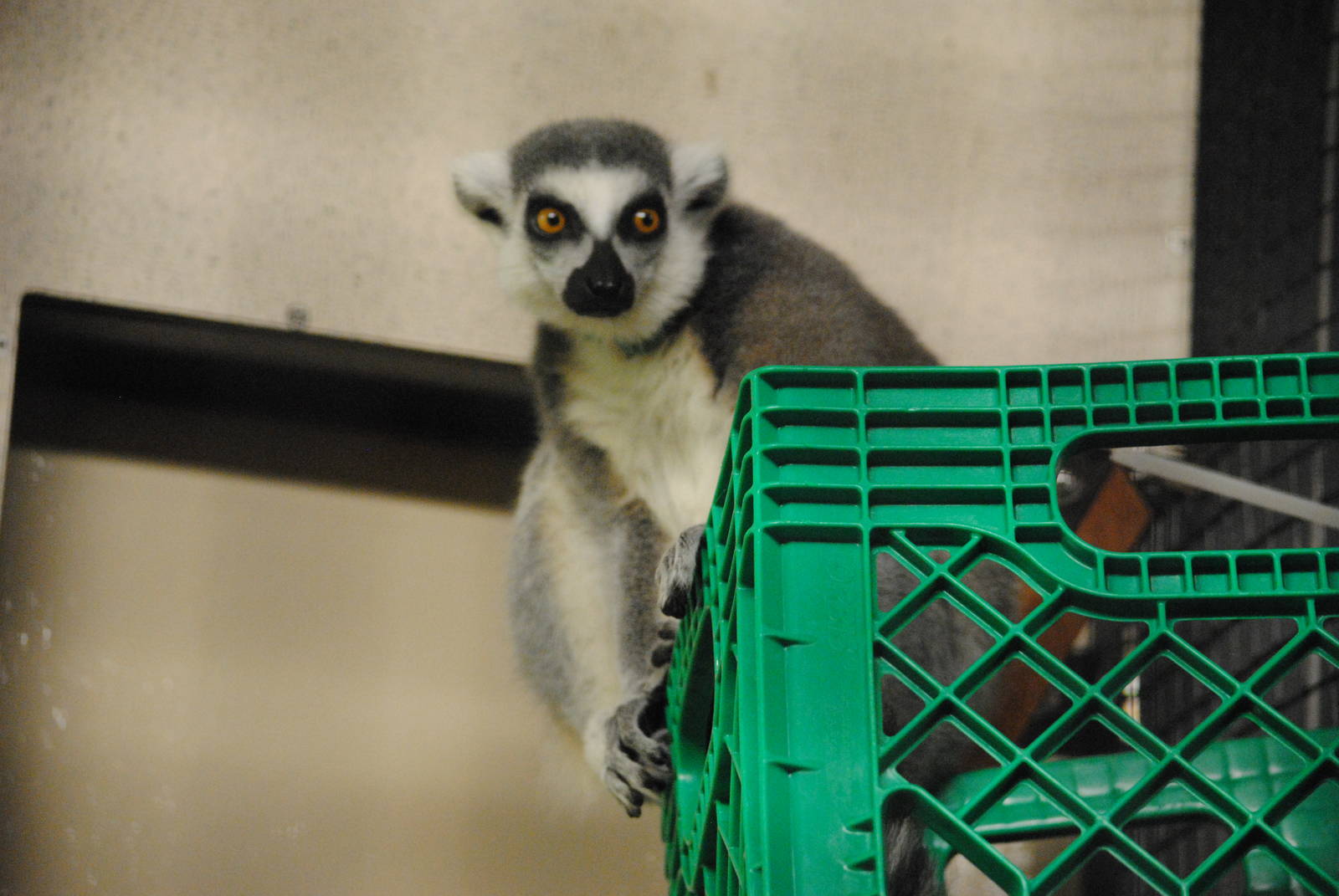 Ring-tailed Lemur