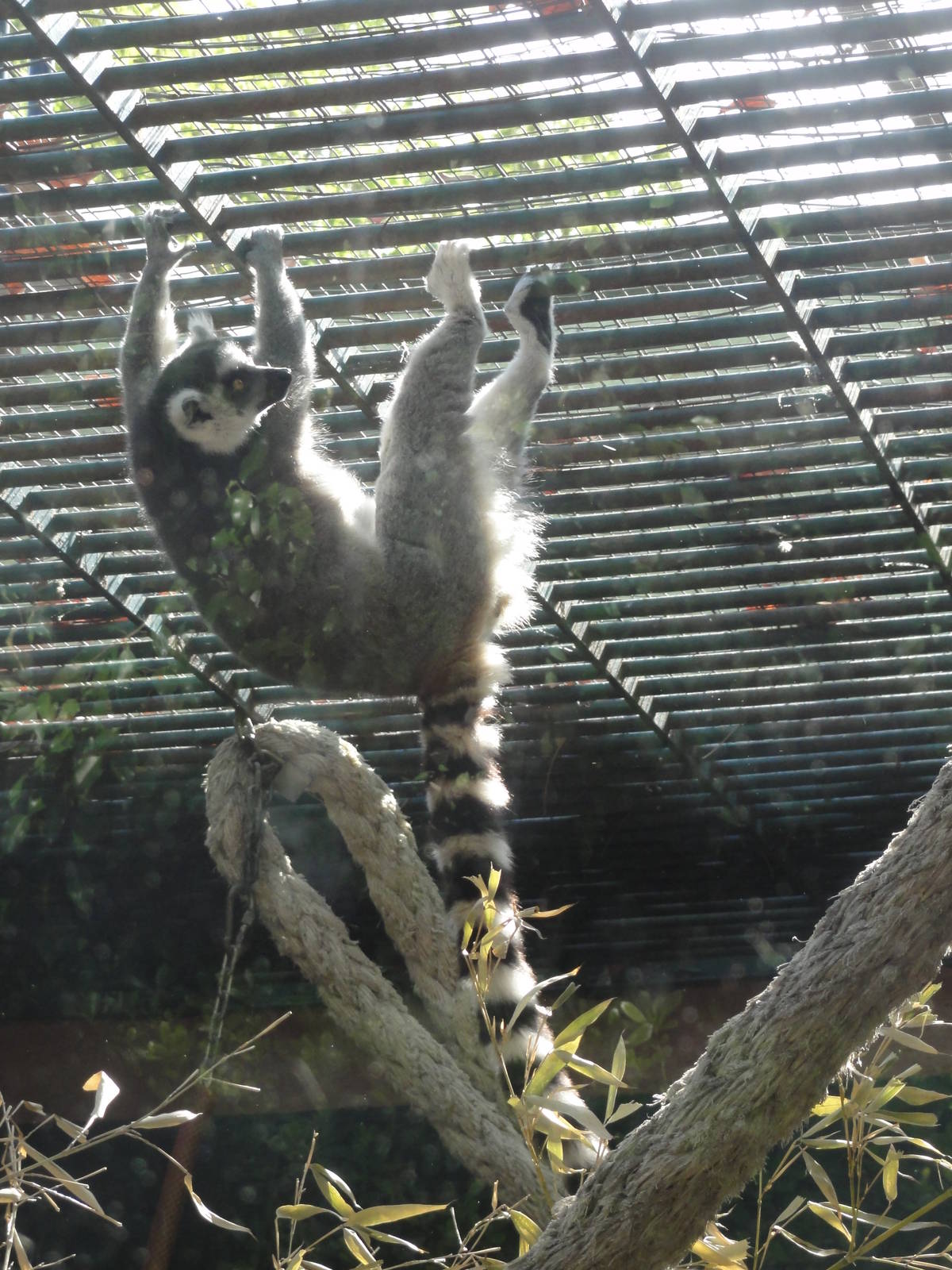 Ring-tailed lemur