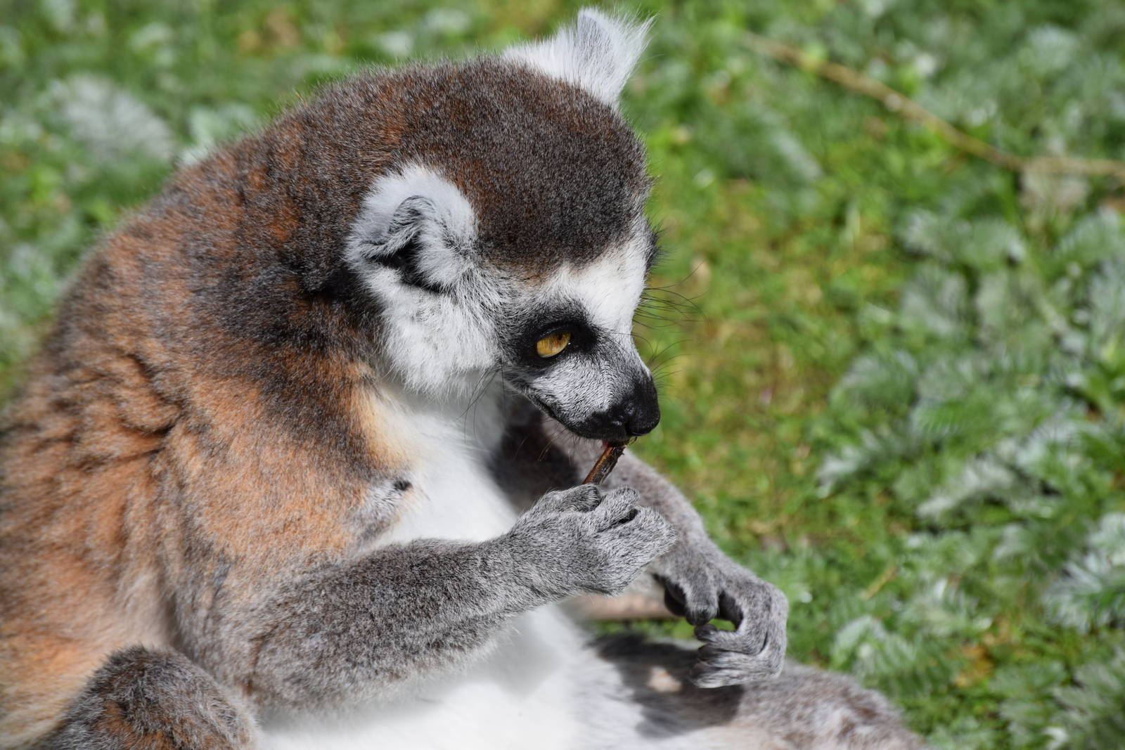 Ring-tailed Lemur