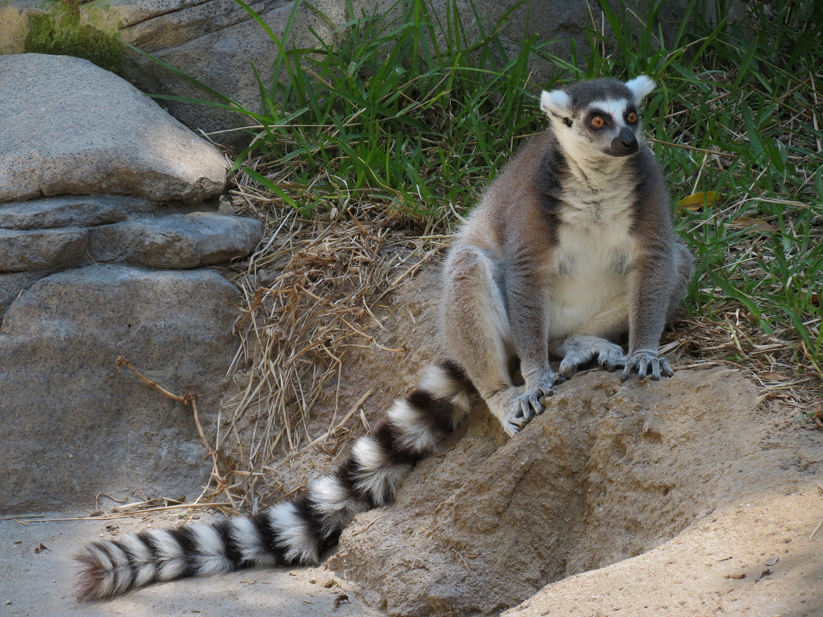 Ring-tailed Lemur