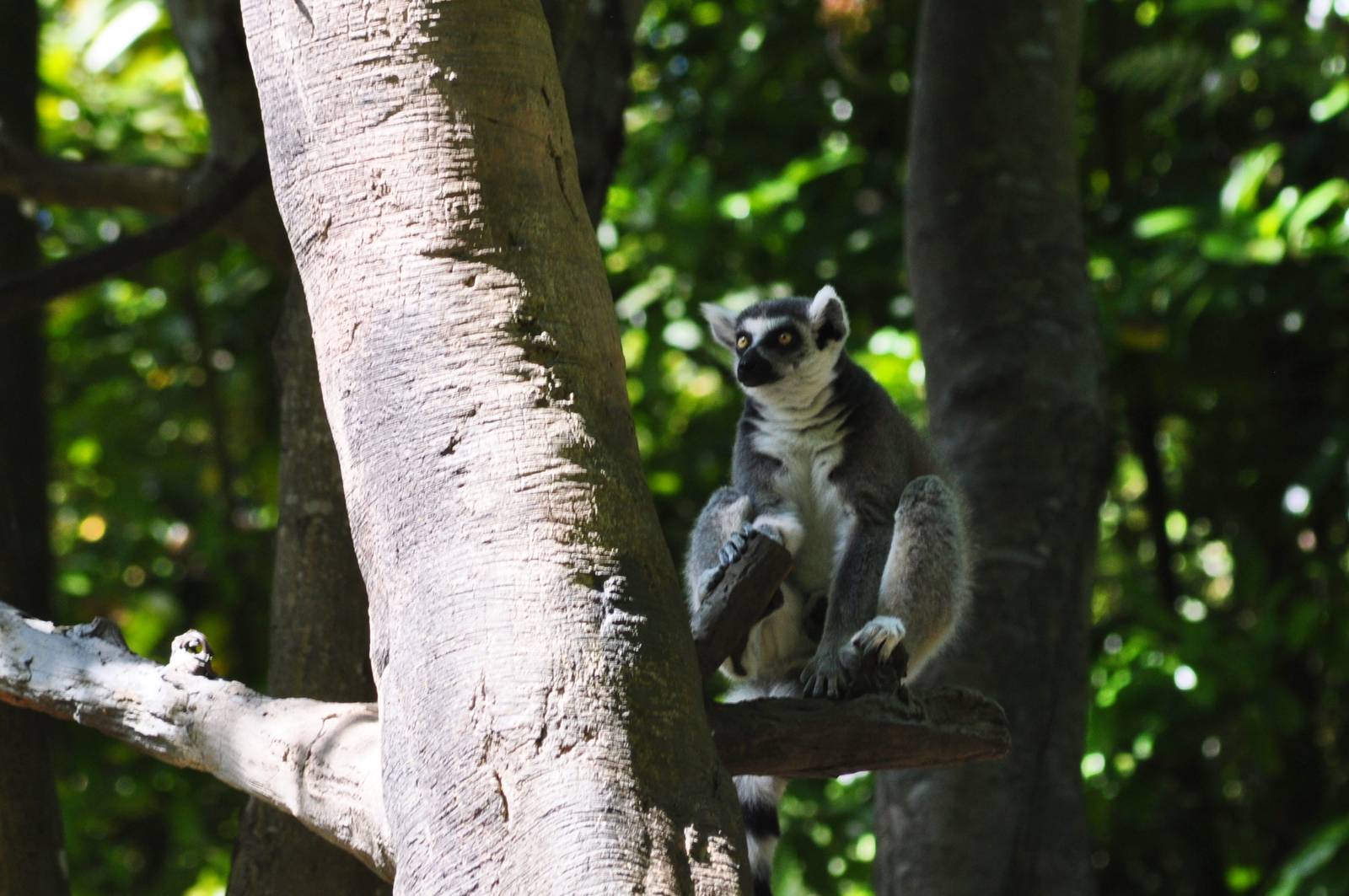 Ring-tailed Lemur