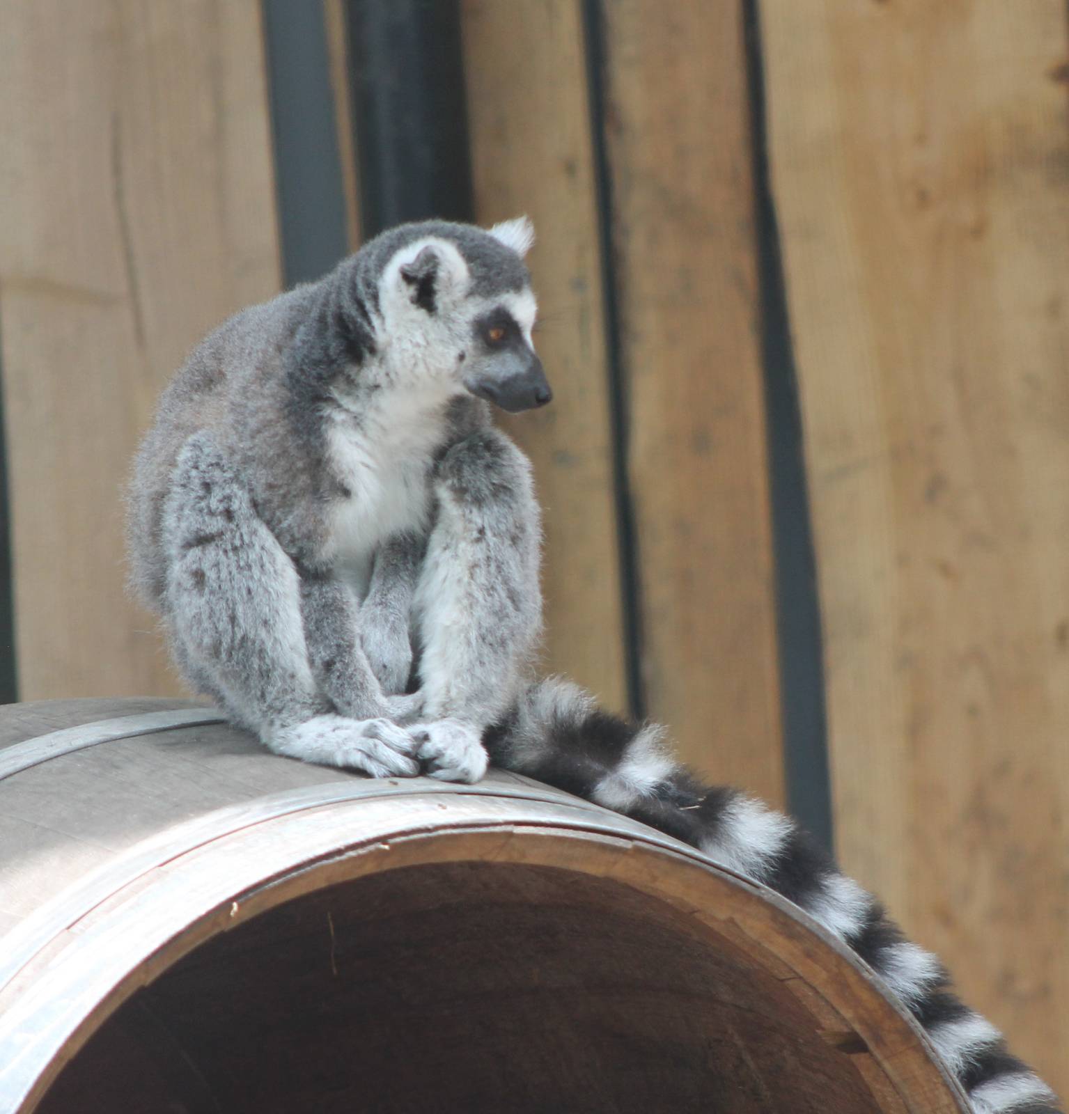 Ring-tailed lemur