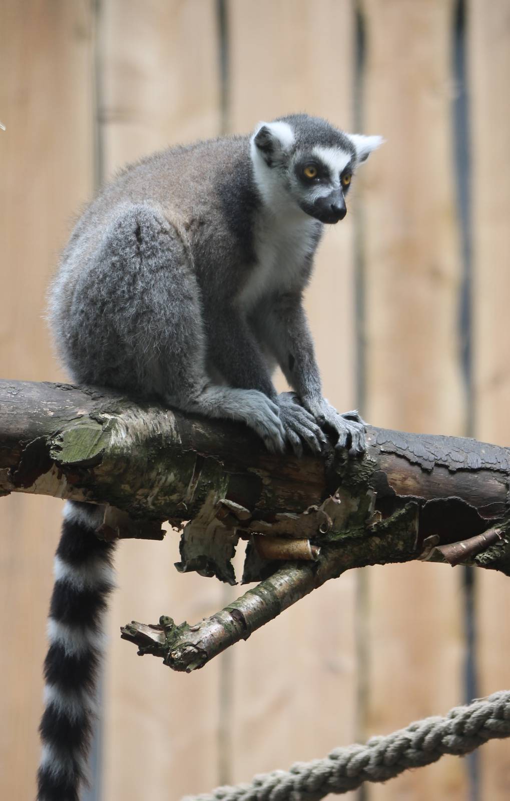 Ring-tailed lemur