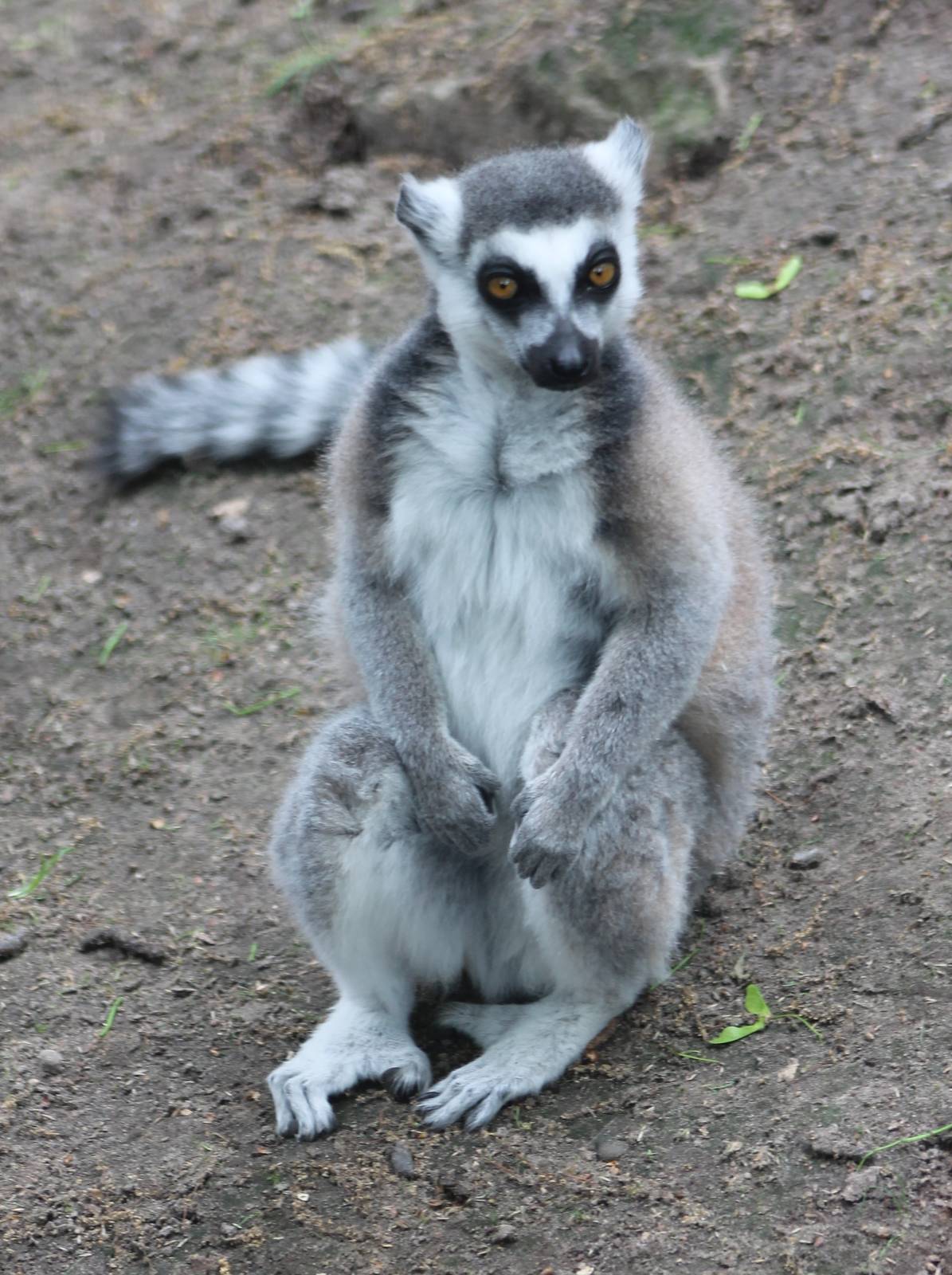 Ring-tailed lemur