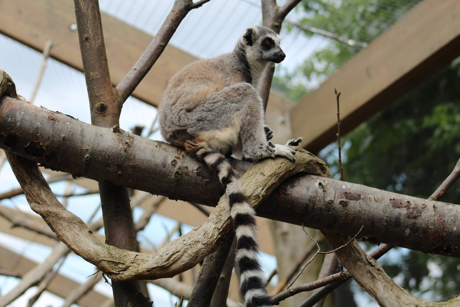 Ring-Tailed Lemur