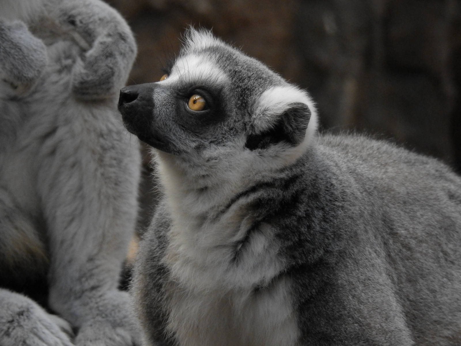 Ring Tailed Lemur