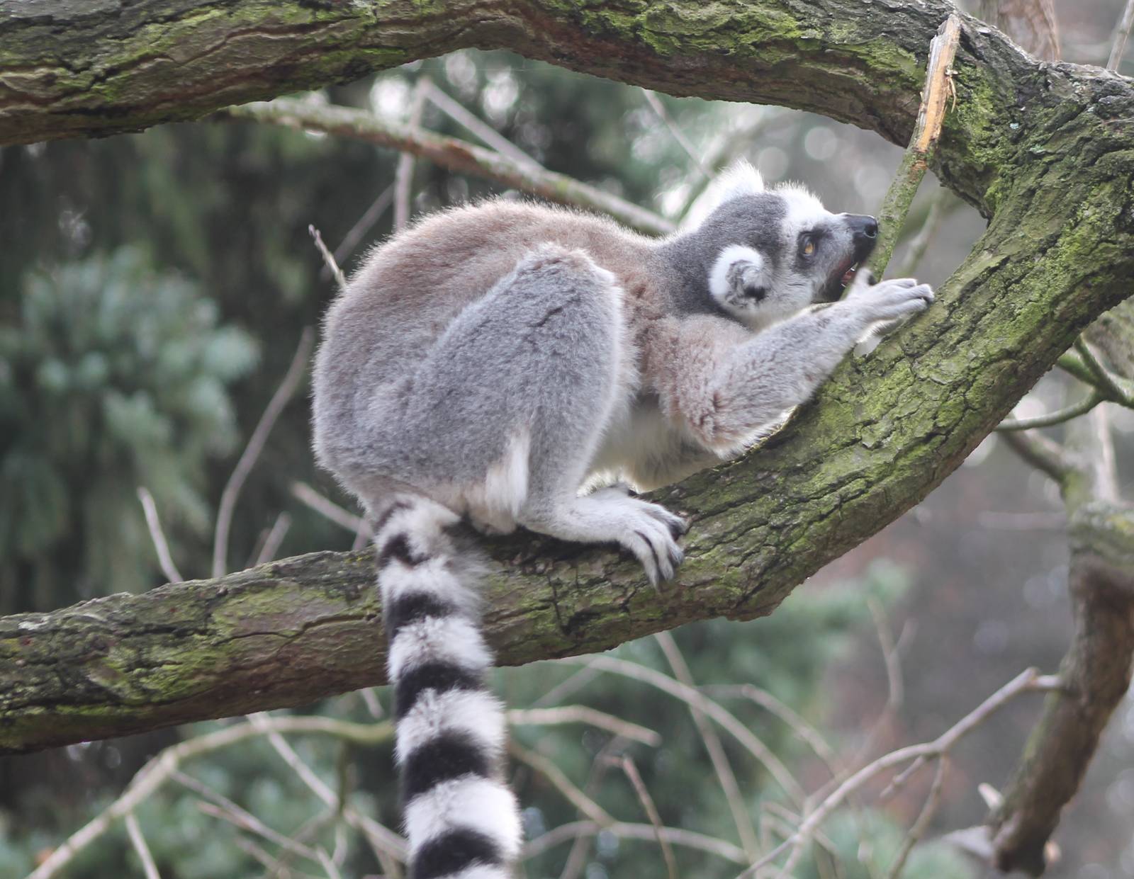 Ring-tailed lemur