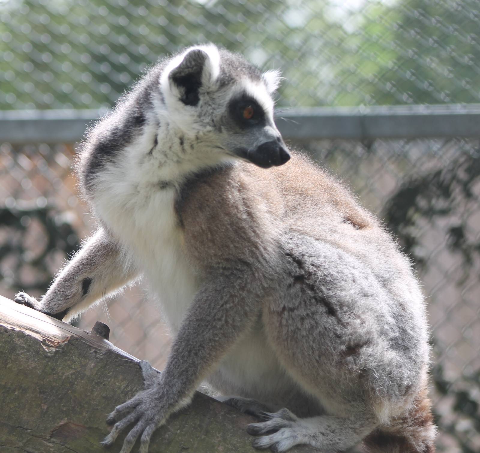 Ring-tailed lemur
