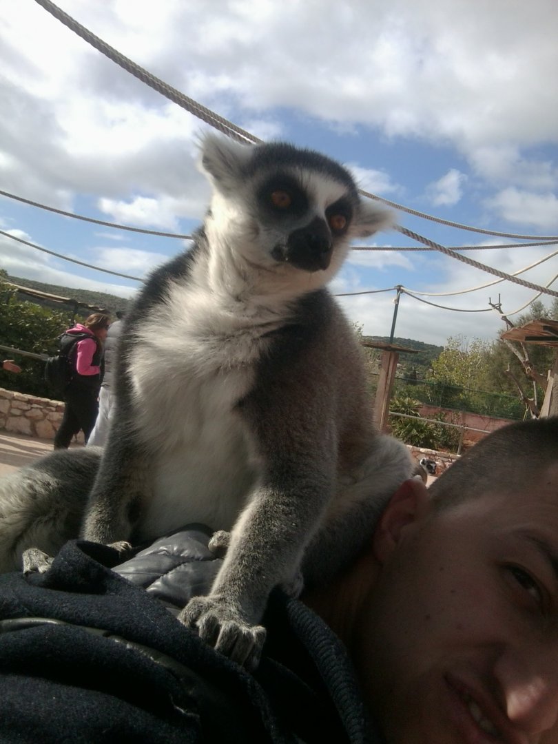 Ring-tailed lemur