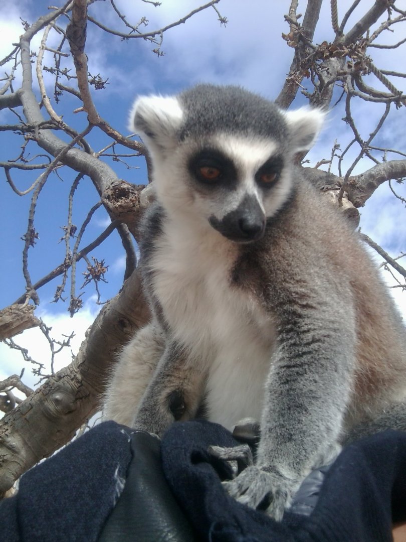 Ring-tailed lemur