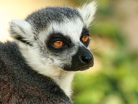 Ring-tailed Lemur