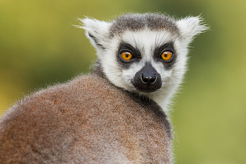 Ring Tailed Lemur