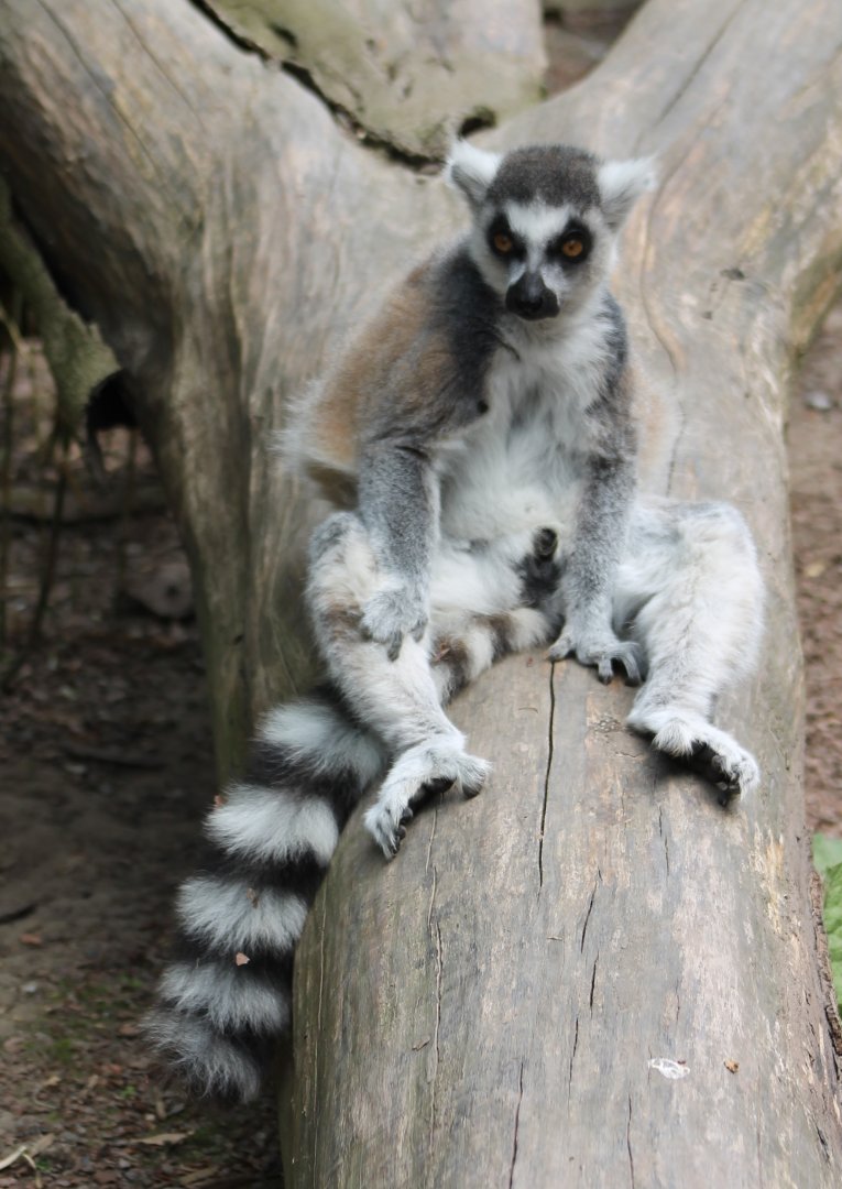 Ring-tailed lemur