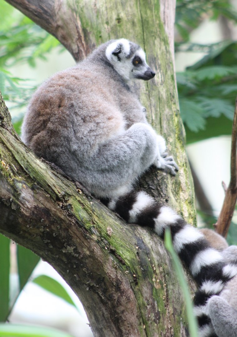 Ring-tailed Lemur