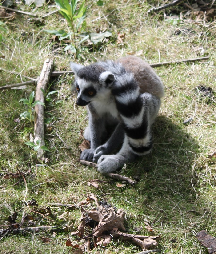 Ring-tailed lemur