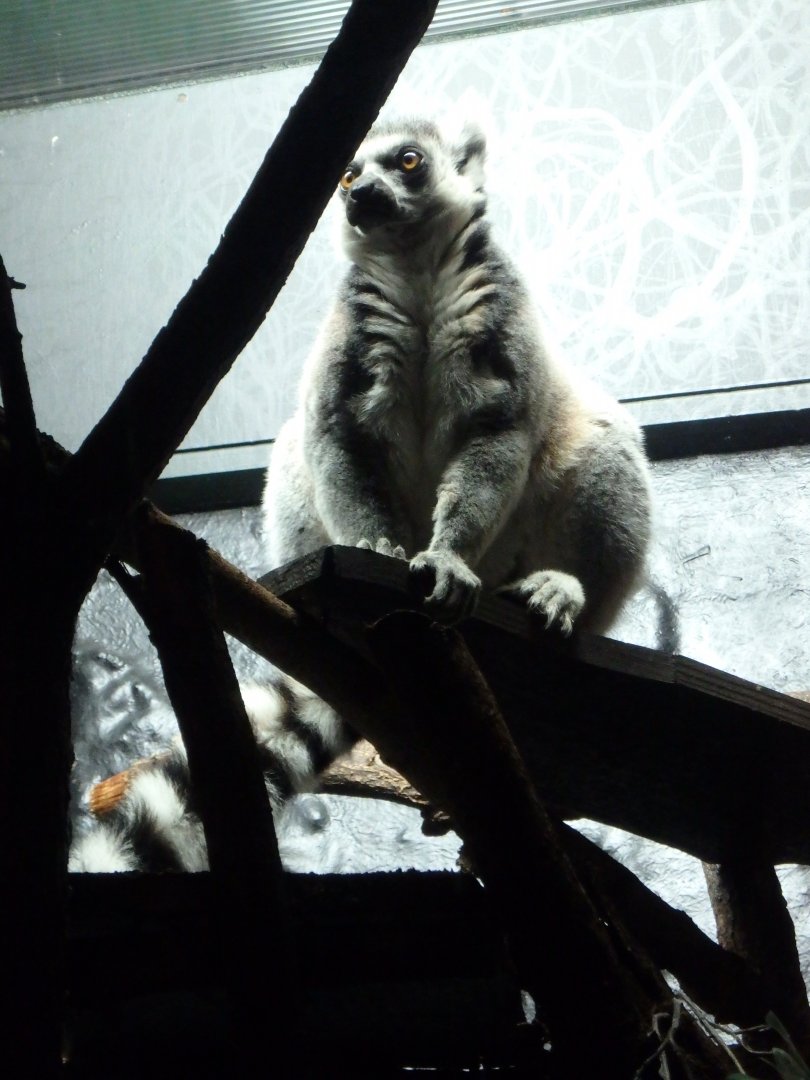 Ring-tailed lemur